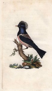 Rosenstar. Sturnus roseus (Turdus roseus). Kupferstich von Edward Donovan (1768-1837), veröffentlicht in Histoire naturelle des oiseaux britanniques, London von Edward Donovan