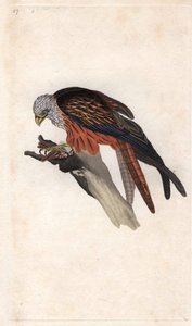 Roter Milan. Milvus milvus. Kupferstich von Edward Donovan (1768-1837), veröffentlicht in „Histoire naturelle des oiseaux britanniques“, London