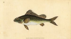Kaulbarsch, Gymnocephalus cernua. Handkolorierte Kupferstichzeichnung und -gravur von Edward Donovan aus seiner „Natural History of British Fishes“, Donovan und F.C. und J. Rivington, London von Edward Donovan
