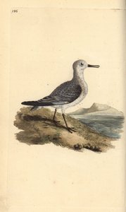 Sanderling, Calidris alba. Handkolorierte Kupferstich von Edward Donovan aus seiner Natural History of British Birds, London