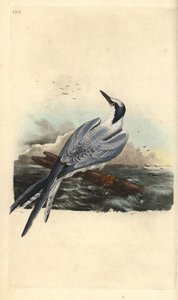 Brandseeschwalbe, Thalasseus sandvicensis. Handkolorierte Kupferstichzeichnung und -gravur von Edward Donovan aus seinem eigenen „Natural History of British Birds“, London von Edward Donovan