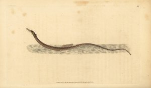 Sargassum-Rohrfisch oder pelagischer Rohrfisch. Handkolorierte Kupferplatte gezeichnet und graviert von Edward Donovan aus seiner Natural History of British Fishes, Donovan und F.C. und J. Rivington, London