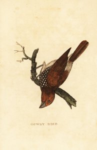 Schuppenbrustnonne oder Fleckennonne, Lonchura punctulata von Edward Donovan