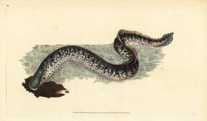 Meerneunauge, Petromyzon marinus (Marine oder geflecktes Neunauge)