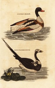 Brandgans, Tadorna tadorna, und Eisente, Clangula hyemalis von Edward Donovan