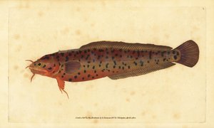 Küsten-Knurrhahn, Gaidropsarus mediterraneus (Dreibärtiger Kabeljau oder Knurrhahn, Gadus tricirratus)