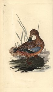 Löffelente (Weibchen), Anas clypeata. Handkolorierte Kupferstichzeichnung und -gravur von Edward Donovan aus seinem eigenen „Natural History of British Birds“, London