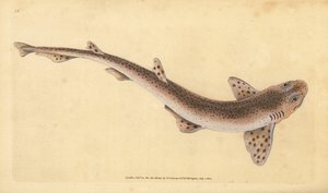 Kleiner gefleckter Katzenhai, Scyliorhinus canicula. Handkolorierte Kupferstichzeichnung und -gravur von Edward Donovan aus seiner „Natural History of British Fishes“