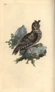 Kleine Ohreule, Strix pulchella. (Zwergohreule, Otus scops?) Handkolorierte Kupferstichzeichnung und -gravur von Edward Donovan aus seinem eigenen „Natural History of British Birds“, London