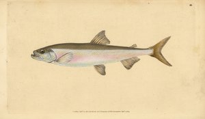 Stint, Osmerus eperlanus (Salmo eperlanus)