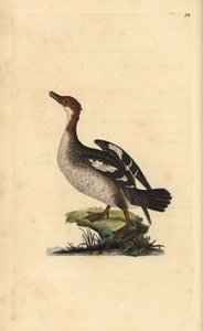 Zwergsäger, Mergellus albellus, Weibchen. Handkolorierte Kupferstichzeichnung und -gravur von Edward Donovan aus seinem eigenen „Natural History of British Birds“, London von Edward Donovan