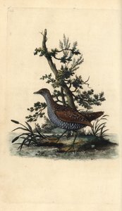 Tüpfelsumpfhuhn, Porzana porzana. Handkolorierte Kupferstichgravur aus „Natural History of British Birds“ von Edward Donovan von Edward Donovan