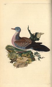 Fleckentaube, Spilopelia chinensis. Handkolorierte Kupferstich von Edward Donovan aus seiner Natural History of British Birds, London von Edward Donovan