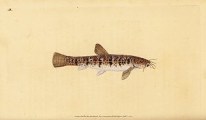 Steinbeißer, Barbatula barbatula (Bärtiger Steinbeißer, Cobitis barbatula). Handkolorierte Kupferstichzeichnung und Gravur von Edward Donovan aus seiner Natural History of British Fishes, Donovan und F.C. und J. Rivington, London von Edward Donovan