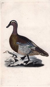 Sommerente, Anas querquedula. Kupferstich von Edward Donovan, veröffentlicht in „Histoire naturelle des oiseaux britanniques“