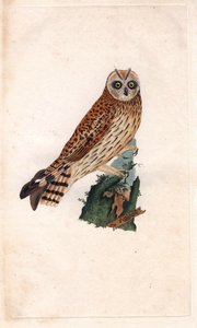 Sumpfohreule. Asio flammeus. Kupferstich von Edward Donovan, veröffentlicht in Histoire naturelle des oiseaux britanniques, London von Edward Donovan