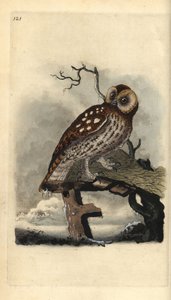 Waldkauz, Strix aluco. Handkolorierte Kupferplatte gezeichnet und graviert von Edward Donovan aus seiner Natural History of British Birds, London von Edward Donovan