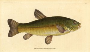 Schleie, Tinca tinca (Cyprinus tinca). Handkolorierte Kupferstichzeichnung und Gravur von Edward Donovan aus seiner Natural History of British Fishes, Donovan und F.C. und J. Rivington, London
