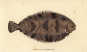 Dickrücken-Sohle, Microchirus variegatus (Bunte Sohle, Pleuronectes variegatus). Handkolorierter Kupferstich von Edward Donovan aus seiner „Natural History of British Fishes“, Donovan und F.C. und J. Rivington, London von Edward Donovan