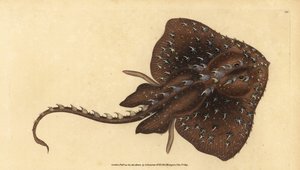 Dornrochen, Amblyraja radiata (Sternrochen, Raja radiata). Gefährdet. Handkolorierte Kupferplatte gezeichnet und graviert von Edward Donovan aus seiner Natural History of British Fishes, Donovan und F.C. und J. Rivington, London