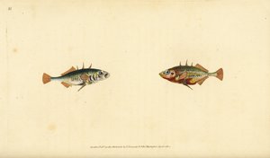 Dreistachliger Stichling, Gasterosteus aculeatus. Handkolorierte Kupferplatte gezeichnet und graviert von Edward Donovan aus seiner Naturgeschichte der britischen Fische, Donovan und F.C. und J. Rivington, London von Edward Donovan