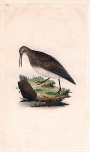 Zwergstrandläufer. Calidris minutilla. Kupferstich von Edward Donovan (1768-1837), veröffentlicht in „Histoire naturelle des oiseaux britanniques“, London von Edward Donovan