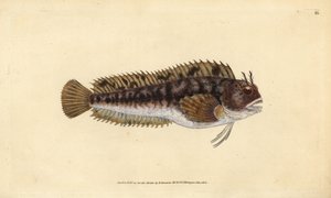 Tompot-Kiemenfisch, Parablennius gattorugine (Gattorugine, Blennius gattorugine). Handkolorierte Kupferplatte gezeichnet und graviert von Edward Donovan aus seiner Natural History of British Fishes, Donovan und F.C. und J. Rivington, London