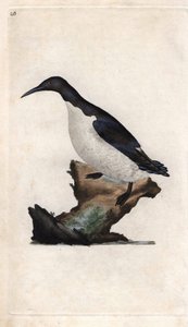Troils Lummen. Uria aalge (Colymbus troile). Kupferstich von Edward Donovan, veröffentlicht in Histoire naturelle des oiseaux britanniques, London von Edward Donovan