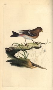 Berghänfling, Carduelis flavirostris. Handkolorierter Kupferstich von Edward Donovan aus seiner eigenen „Natural History of British Birds“, London von Edward Donovan