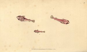 Zweifleckiger Klippenfisch, Diplecogaster bimaculata bimaculata (Zweifleckiger Sauger, Cyclopterus bimaculatus). Handkolorierter Kupferstich von Edward Donovan aus seiner „Natural History of British Fishes“, Donovan und F.C. und J. Rivington, London von Edward Donovan