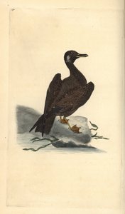 Wagelmöwe, Jungtier der Mantelmöwe, Larus marinus. Handkolorierte Kupferplatte gezeichnet und graviert von Edward Donovan aus seiner Natural History of British Birds, London