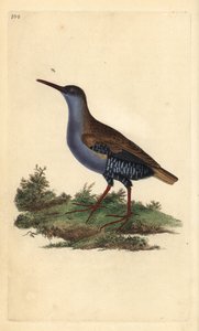 Wasserralle (Rallus aquaticus). Handkolorierter Kupferstich von Edward Donovan aus seinem Werk „Natural History of British Birds“, London von Edward Donovan