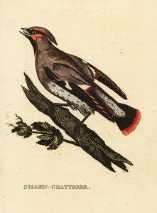 Seidenschwanz oder Böhmische Seidenschwanz, Bombycilla garrulus von Edward Donovan