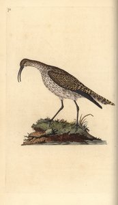 Regenbrachvogel, Numenius phaeopus. Handkolorierte Kupferplatte gezeichnet und graviert von Edward Donovan aus seiner Natural History of British Birds, London von Edward Donovan