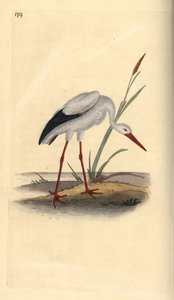 Weißstorch, Ciconia ciconia. Handkolorierte Kupferstichzeichnung und -gravur von Edward Donovan aus seinem eigenen „Natural History of British Birds“, London von Edward Donovan