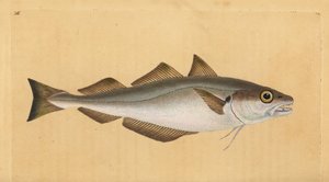 Wittling, Merlangius merlangus. Handkolorierte Kupferstichzeichnung und -gravur von Edward Donovan aus seiner „Natural History of British Fishes“