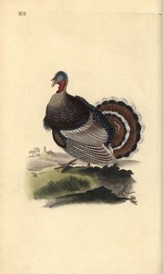Wildtruthahn, Meleagris gallopavo. Handkolorierte Kupferstichzeichnung und -gravur von Edward Donovan aus seinem eigenen „Natural History of British Birds“, London