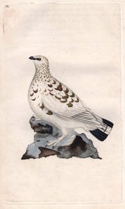 Moorschneehuhn, Lagopus lagopus. Kupferstich von Edward Donovan, veröffentlicht in Histoire naturelle des oiseaux britanniques, London von Edward Donovan