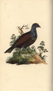 Auerhuhn, Tetrao urogallus. Handkolorierte Kupferstichzeichnung und -gravur von Edward Donovan aus seiner Natural History of British Birds, London