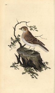 Heidelerche, Lullula arborea. Handkolorierte Kupferstichzeichnung und -gravur von Edward Donovan aus seinem eigenen „Natural History of British Birds“, London von Edward Donovan