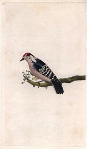 Specht, Dendrocopos minor (Picus minor), Kupferstich von Edward Donovan