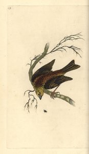 Goldammer, Emberiza citrinella. Handkolorierte Kupferplatte von Edward Donovan aus seinem eigenen „Natural History of British Birds“ von Edward Donovan