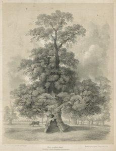 Ulme im Hyde Park, London von Edward Hassell