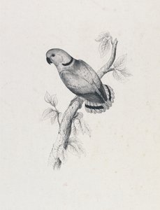 Swinderns Sittich (Tafel 42) von Edward Lear