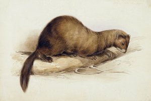 Ein Wiesel