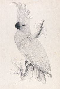 Kleiner Gelbhaubenkakadu (Tafel 4) von Edward Lear