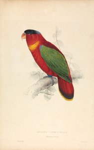 Lorius Domicella / Schwarzkapplori (Tafel 37) von Edward Lear