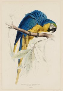 Macrocercus Ararauna. Blau-gelber Ara. von Edward Lear