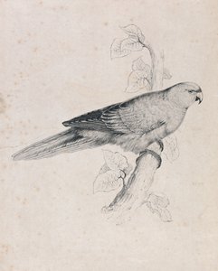 Pazifischer Sittich (Tafel 26) von Edward Lear