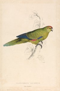 Platycercus Pacificus / Pazifik-Sittich (Tafel 26)